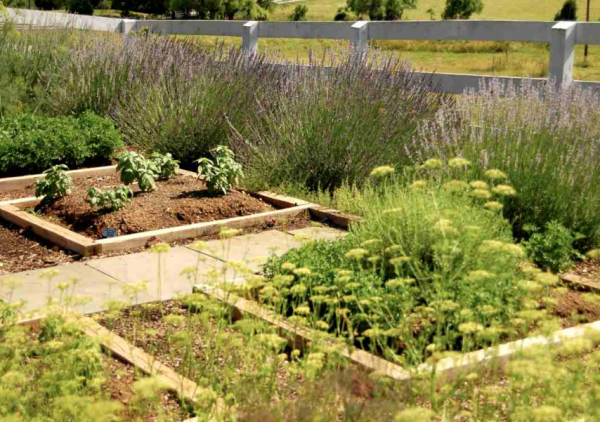 Taman dengan tanaman herbal dan rempah-rempah